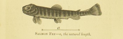 Fishing in American Waters, Genio C. Scott, 1869, 373, Salmon